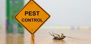 Best Pest Control Service In Mumbai